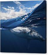Humpback Whale And The Sky Canvas Print