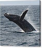 Humpback Whale Breaching Baja Canvas Print