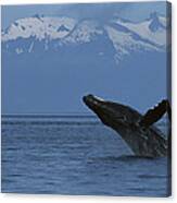 Humpback Whale Breaching Southeast Canvas Print