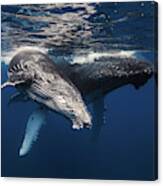 Humpback Whale Family! Canvas Print