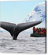 Humpback Whale Fluke Canvas Print