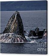 Humpback Whales Bubble Net Feeding Canvas Print