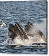 Humpback Whales Feeding With Gulls Canvas Print