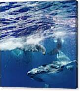 Humpback Whales Swimming In Ocean Canvas Print