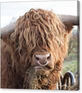 Hungry Highland Cow Canvas Print