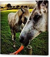 Hungry Horses Canvas Print