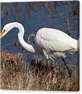 Hunting For Lunch Canvas Print