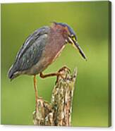 Hunting Green Heron Canvas Print