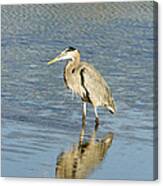 Hunting Heron Canvas Print