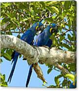 Hyacinth Macaws Brazil Canvas Print