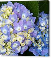 Hydrangea - 2 Canvas Print