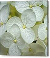 Hydrangea Close Up Canvas Print