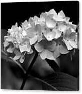 Hydrangea Flower Bouquet Black And White Canvas Print