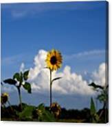 I Hope The Sunflowers Will Come Back Canvas Print