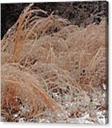 Ice And Dry Grass Canvas Print