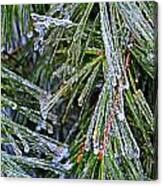Ice On Pine Needles Canvas Print