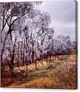 Ice Trees Canvas Print