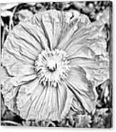 Iceland Poppy In Black And White Canvas Print