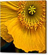 Iceland Poppy In Yellow Canvas Print