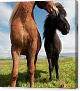 Icelandic Horses Canvas Print