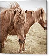 Icelandic Horses Canvas Print