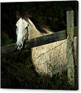 If Wishes Were Horses Canvas Print