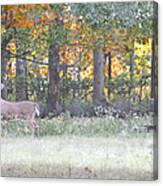 Illinois Bucks Canvas Print