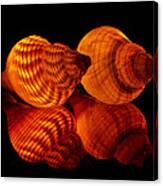 Illuminated Shells Canvas Print