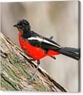 Immature Crimson Breasted Shrike Canvas Print