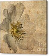 Impression Canvas Print