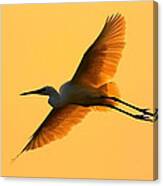 In Flight Canvas Print