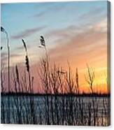 In The Reeds Canvas Print