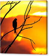 In The Shadows Of Sunset Canvas Print