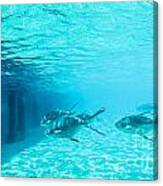In The Turquoise Water Canvas Print