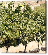 In The Vineyard Canvas Print