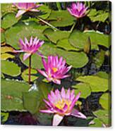 In The Water Lily Pool 02 Canvas Print