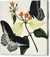 Indian Butterflies And Flowers Canvas Print