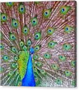 Indian Peacock Canvas Print