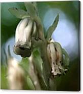 Indian Pipe No. 2 Canvas Print