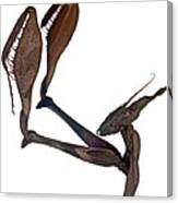Indian Rose Mantis Gonglus Gongylodes Wondering Violin Mantis 3 Of 3 Canvas Print