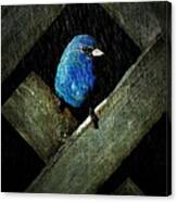 Indigo Bunting Bird - Night Rain Canvas Print
