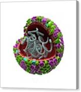 Influenza Virus Structure Canvas Print