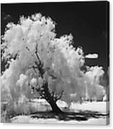 Infrared Willow Tree Study Canvas Print