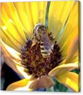 #insect #insect_perfection #bee #nature Canvas Print