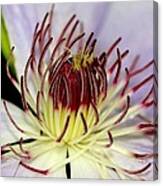 Inside A Clematis Canvas Print