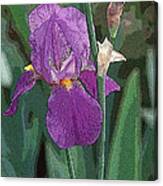 Iris 6-1 Canvas Print