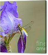 Iris And The Dragonfly 2 Canvas Print