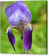 Iris And The Dragonfly 3 Canvas Print