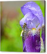 Iris And The Dragonfly 5 Canvas Print