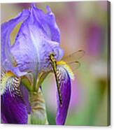 Iris And The Dragonfly 6 Canvas Print